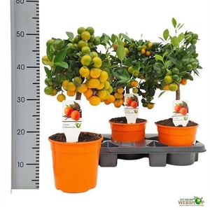 CITR MICROCARPA