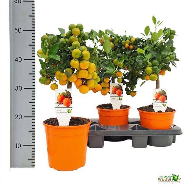 <h4>CITR MICROCARPA</h4>