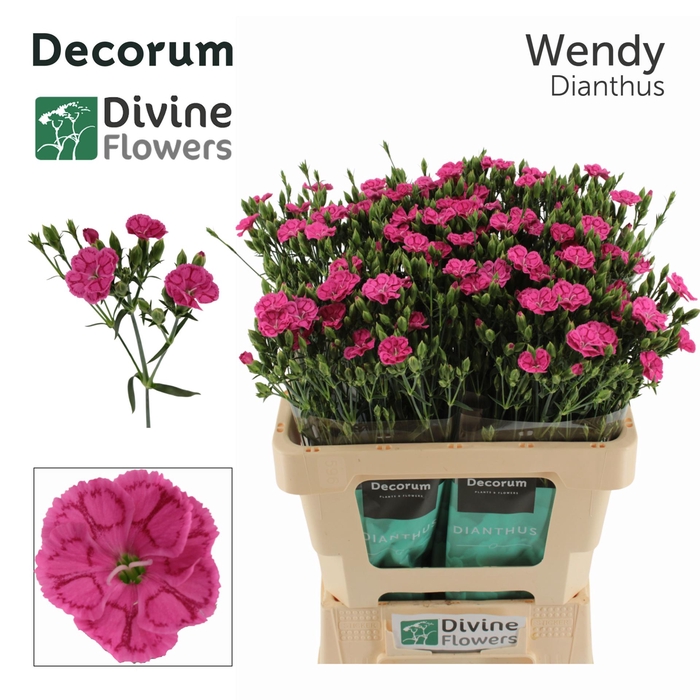 <h4>DI DIVI WENDY</h4>