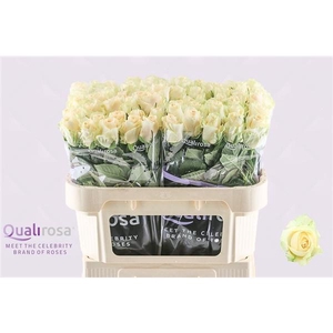 R Gr Magic Avalanche