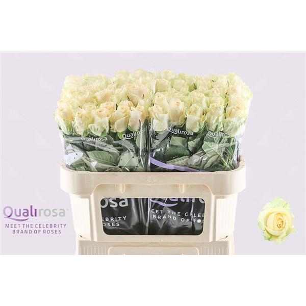 <h4>R Gr Magic Avalanche</h4>