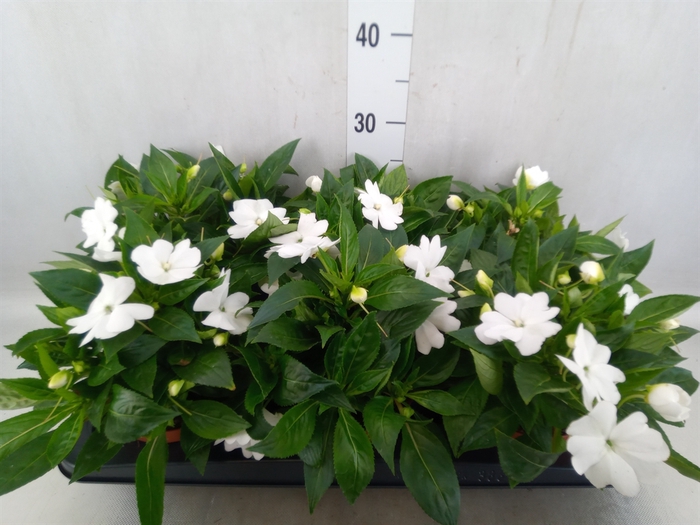 Impatiens NG 'Tamarinda White'