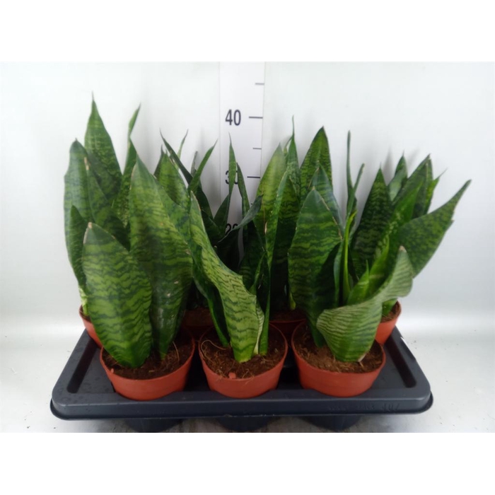 <h4>Sansevieria zeylanica</h4>