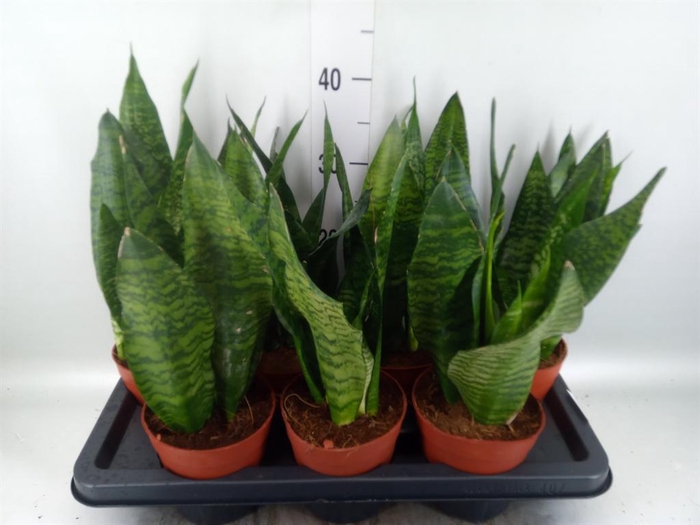 Sansevieria zeylanica