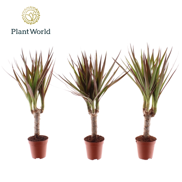 <h4>Dracaena Tiny Tummy Magenta</h4>