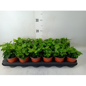 Hedera helix 'Wonder'