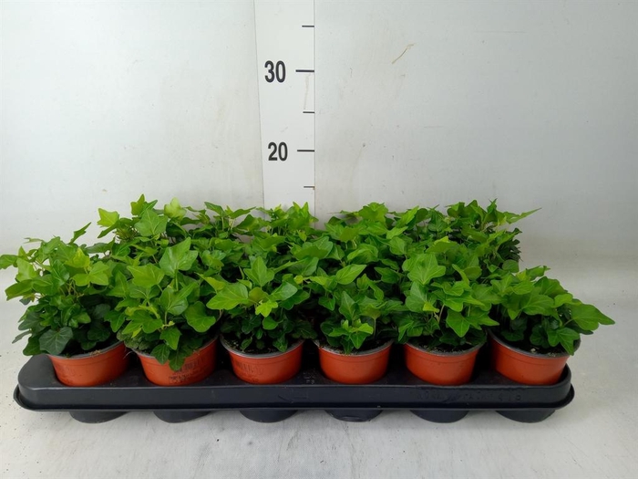 <h4>Hedera helix 'Wonder'</h4>