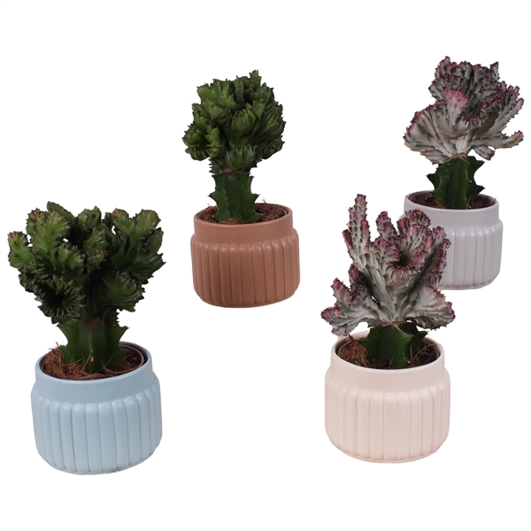 <h4>Cactus mix Euphorbia l. Ø12cm in Ø15cm Ceramic SE470</h4>