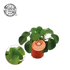 Pilea Peperomioides 10,5cm Engels etiket