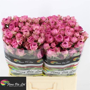 R Tr Pink Bijoux Flora Ola
