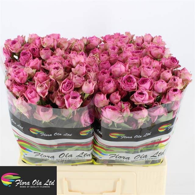 <h4>R TR PINK BIJOUX</h4>