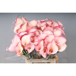 Zantedeschia blushing lady