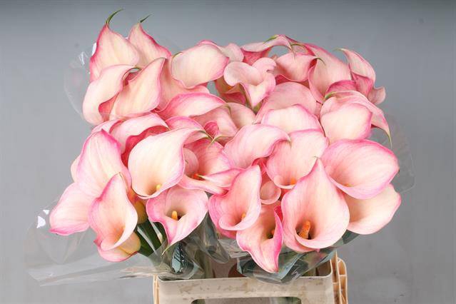 <h4>Zantedeschia blushing lady</h4>