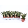 Sansevieria Golden Hahnii