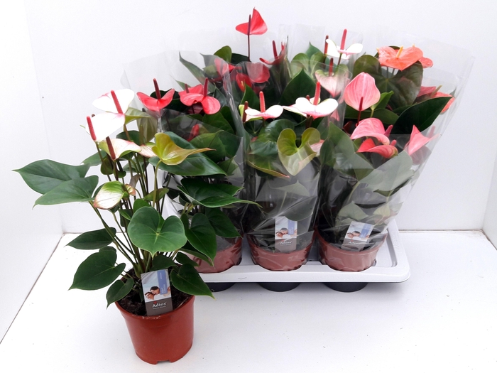 <h4>ANTHU AN GEM 4 KL</h4>