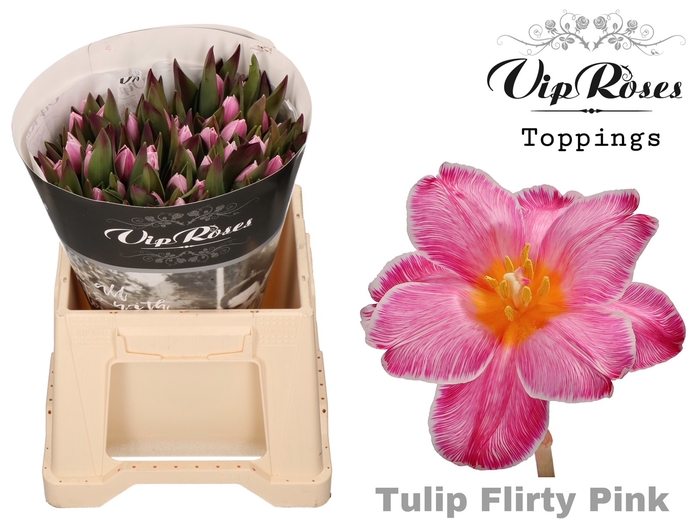 <h4>Tu En Vip Flirty Pink</h4>