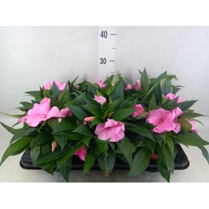 Impatiens NG 'ColPow Deep Pink'