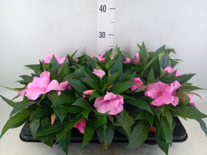<h4>Impatiens NG 'ColPow Deep Pink'</h4>