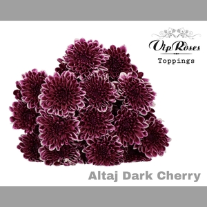 CHR T ALTAJ DARK CHERRY