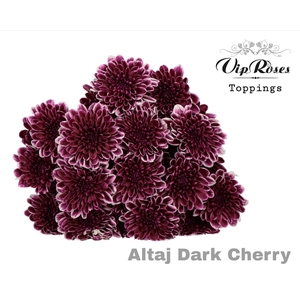 CHR T ALTAJ DARK CHERRY
