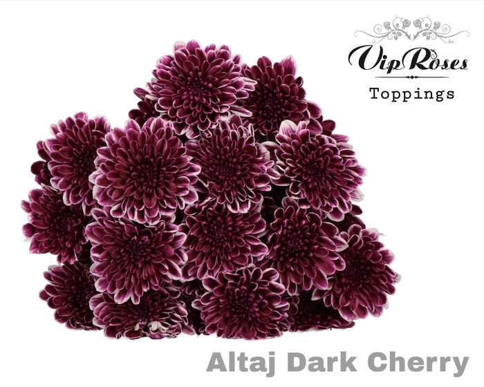 <h4>CHR T ALTAJ DARK CHERRY</h4>