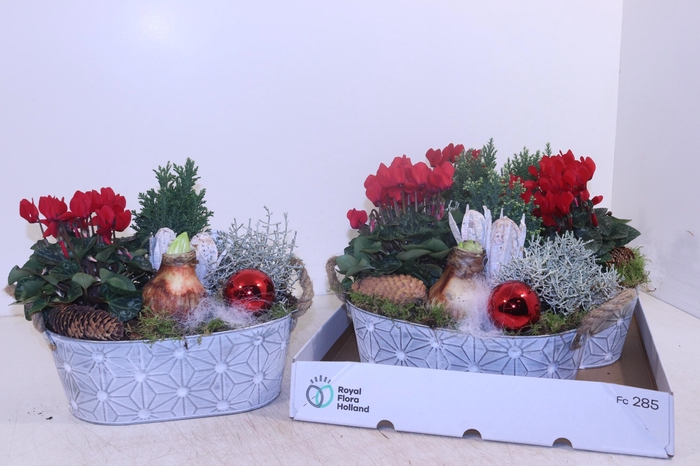 <h4>ARR HIPPEASTRUM</h4>