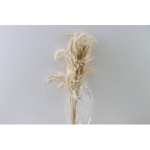 Dried Wooly Pampas 100cm Bleached Bunch Slv