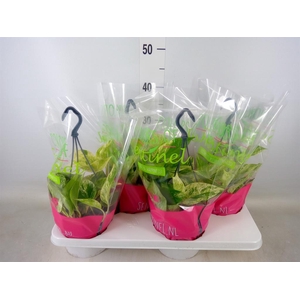 Epipremnum pinn. 'Marble Queen'  HG