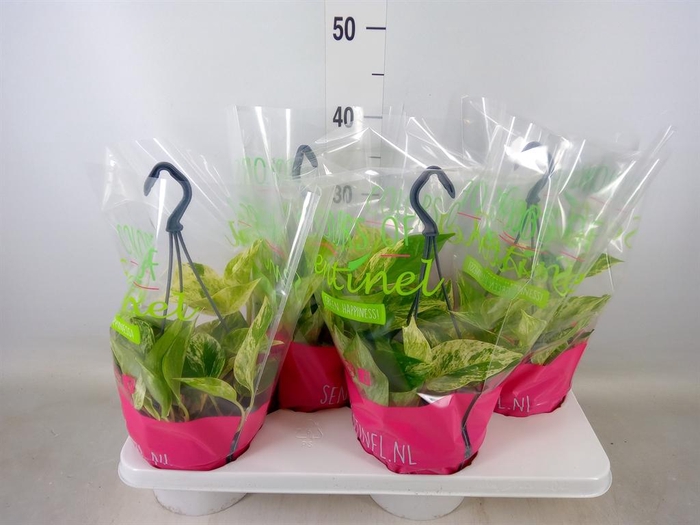 <h4>Epipremnum pinn. 'Marble Queen'  HG</h4>