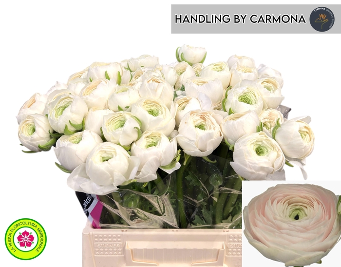 <h4>RAN SU HANOI</h4>