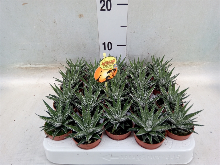 <h4>Haworthia fasciala 'Big Band'</h4>