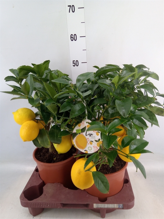 <h4>Citrus meyeri 'Meyer'</h4>