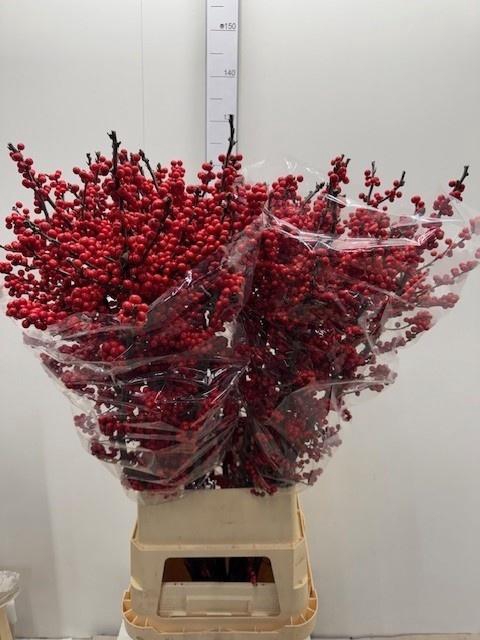 <h4>ILEX VE RODE BES</h4>