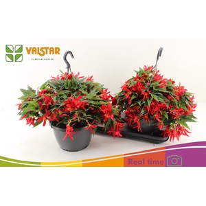 BEGO WF DR ENC RED