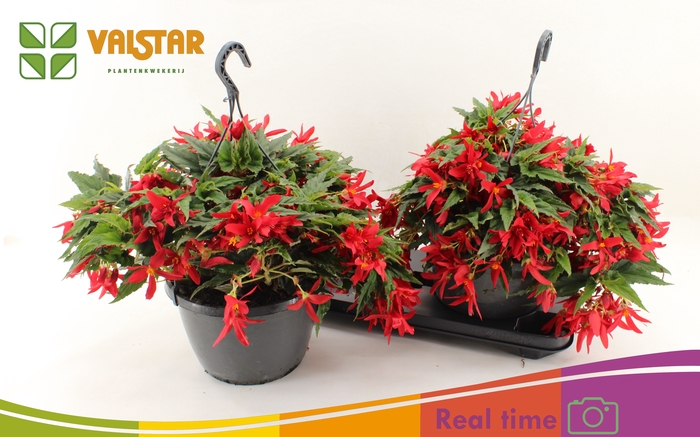 <h4>BEGO WF DR ENC RED</h4>