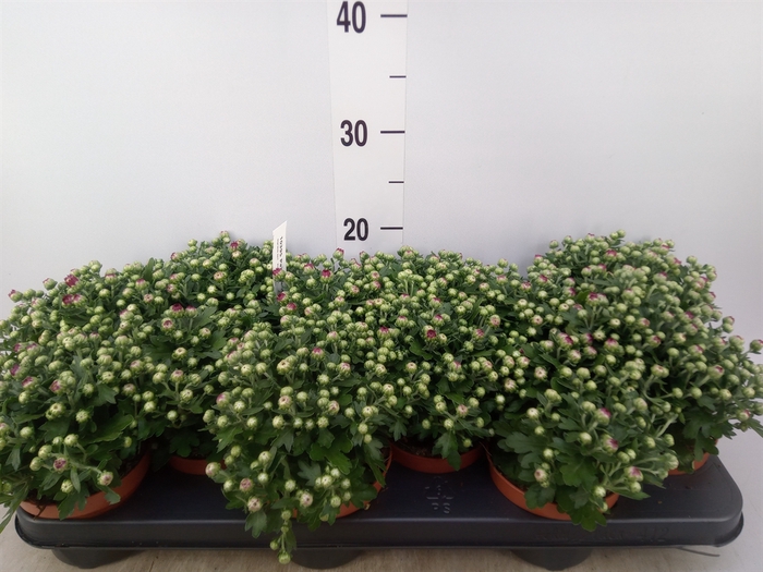 <h4>Chrysanthemum  'Braque Pink'</h4>