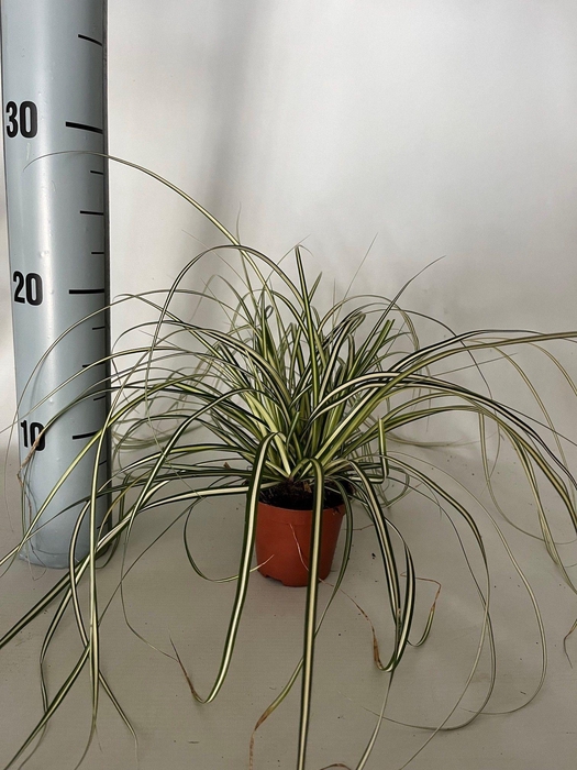 <h4>Carex 'Evergold' p8</h4>