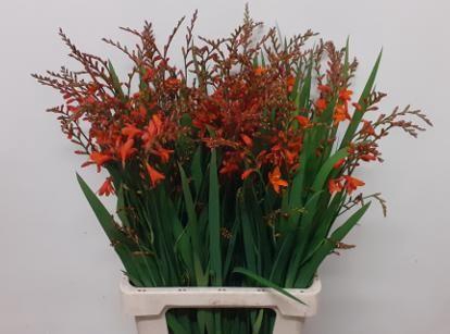 <h4>CROCOS RED KING</h4>