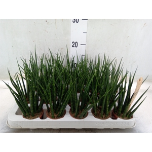 Sansevieria  'Fernwood'