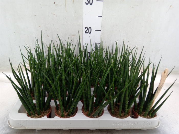 <h4>Sansevieria  'Fernwood'</h4>