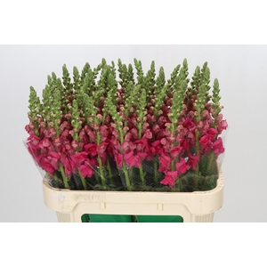 Antirrhinum majus 'Cannes Rose'