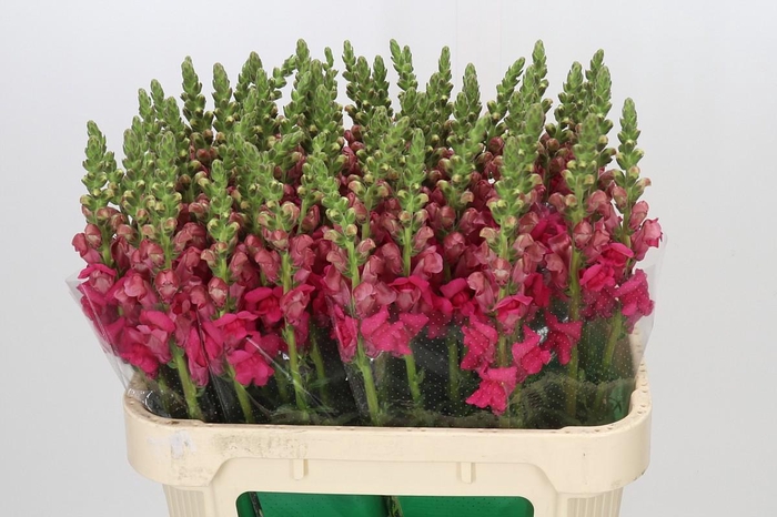 <h4>Antirrhinum majus 'Cannes Rose'</h4>