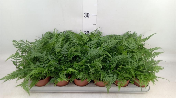 <h4>Athyrium   ...</h4>