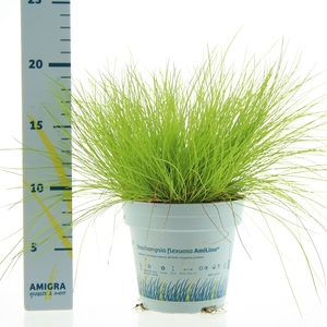 Deschampsia flexuosa AmiLime® 10,5cm