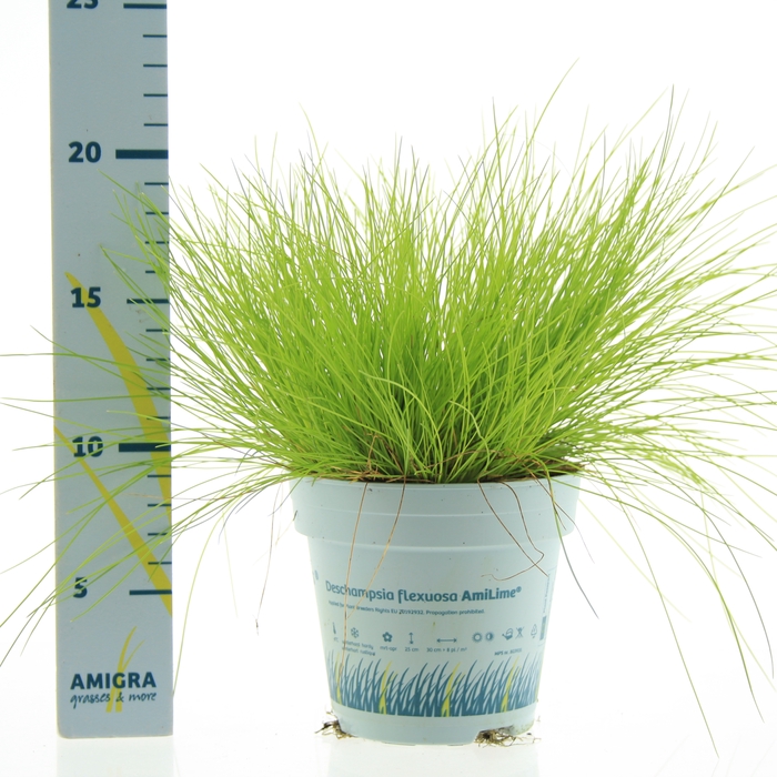 <h4>Deschampsia flexuosa AmiLime® 10,5cm</h4>