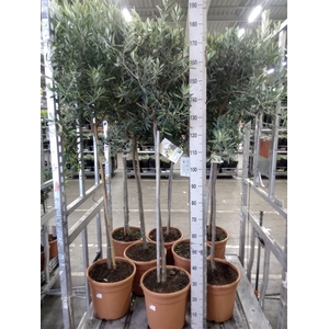 Olea europaea