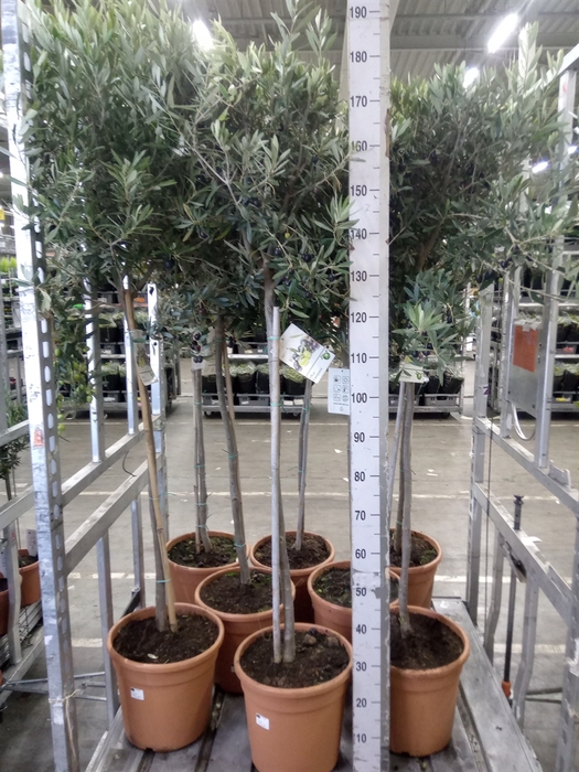<h4>Olea europaea</h4>