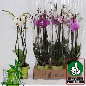 Phalaenopsis   ...mix  4