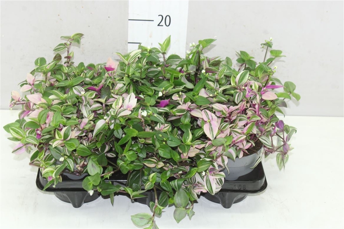 <h4>Tradescantia Fl Quadricolor</h4>