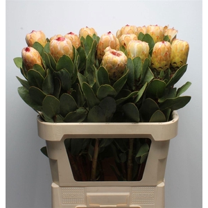 PROTEA GRANDICOLOR